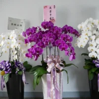 喪禮蘭花B_榛馨花藝版權所有