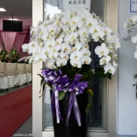 喪禮蘭花C_弘曜花藝版權所有