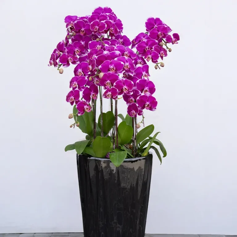 喪禮蘭花F_榛馨花藝版權所有