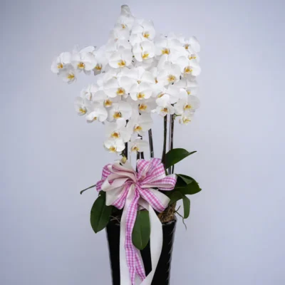 喪禮蘭花H_弘曜花藝版權所有