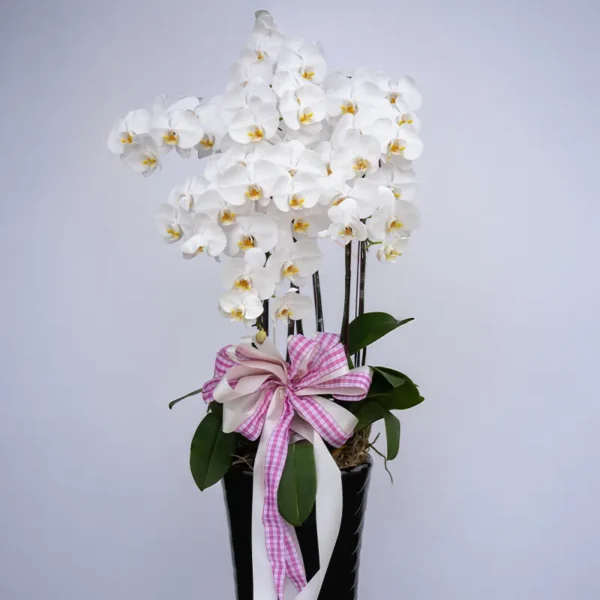 喪禮蘭花H_弘曜花藝版權所有