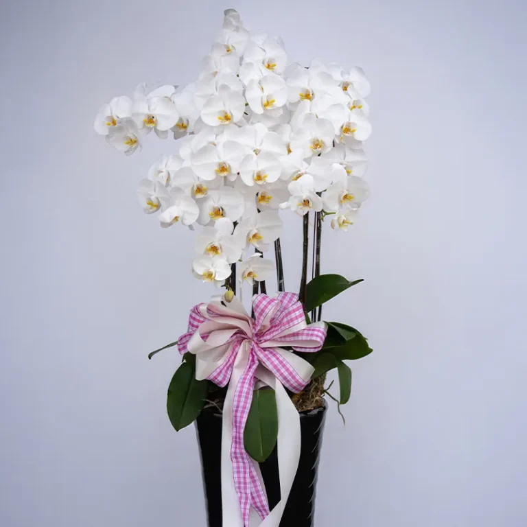 喪禮蘭花H_榛馨花藝版權所有